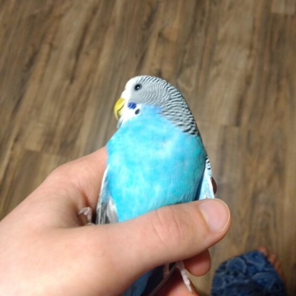 Meet your Posher, Tia JoJo - Picture 3 of 5